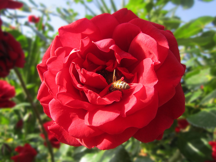 gėlė, Rožė, raudona rožė, Rambler, bičių, sodas, raudona