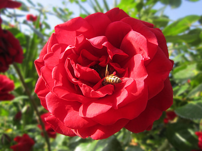 flor, levantou-se, rosa vermelha, Rambler, abelha, jardim, vermelho