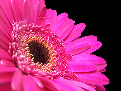 Gerbera, Rosa, macro, tancar, fons negre, floració, color