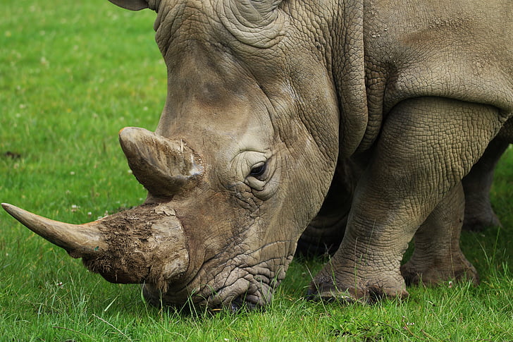 rhino, horn, nature, rhinoceros, wild, animal, wildlife