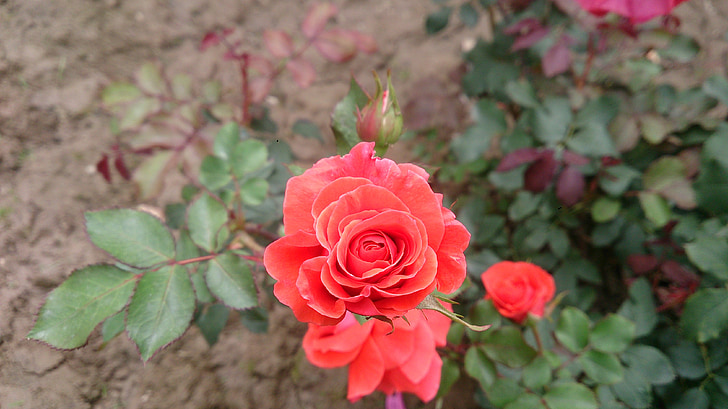 natura, Rosa, flor, floral, Rosa, jardí, flor