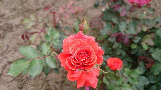 Природа, Троянда, квітка, Квіткові, рожевий, сад, цвітіння