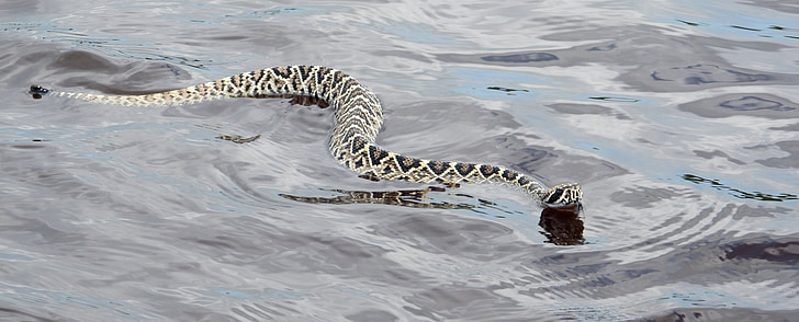 Eastern Diamondback Klapperschlange, Viper, giftig, Schwimmen, Wasser, Reptil, Tierwelt