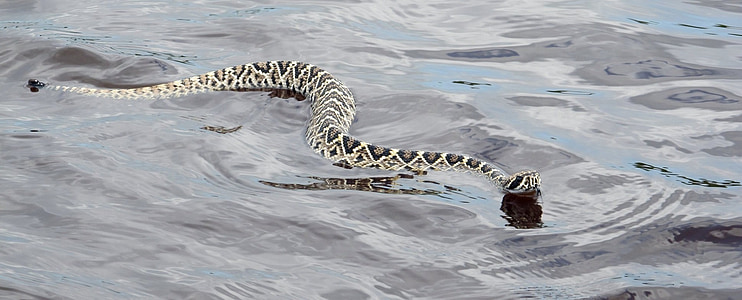eastern diamondback rattlesnake, viper, poisonous, swimming, water, reptile, wildlife