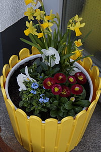 春天, osterglocken, 雏菊, 三色堇, 绽放, 花, 植物