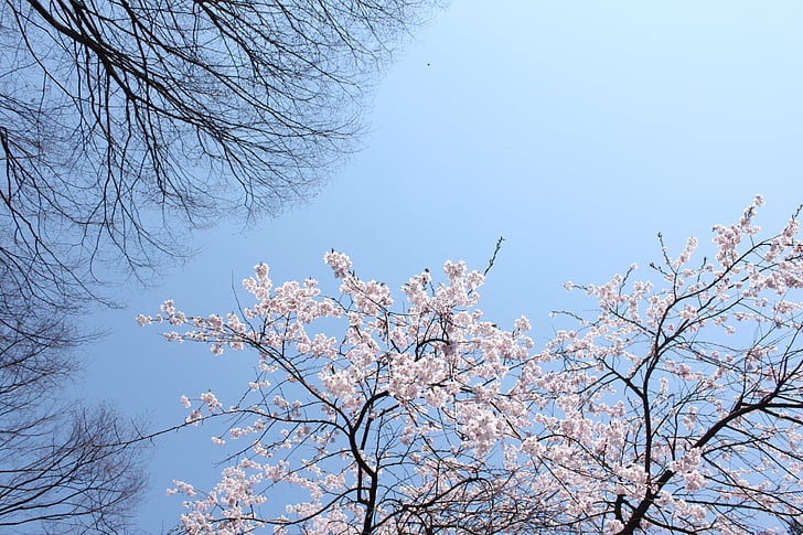 cherry, blue sky, beautiful