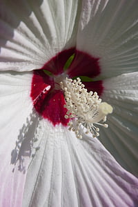 Hibiscus, Hiina roos eibisch, Hiina roos, Õitsev taim, Mallow, Malvaceae, lill