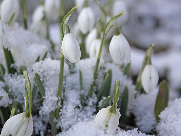 snowdrop, snow, tender, flower, nature, plant