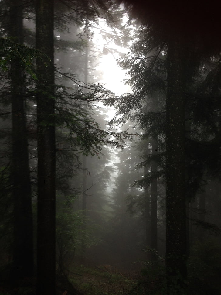 Woods, efterår, tåge, skov, træ, natur, træstamme