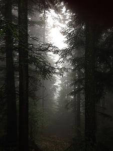 伍兹, 秋天, 雾, 森林, 树, 自然, 树干