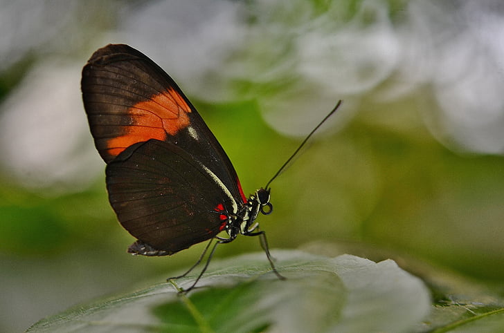 motýl, zvíře, Příroda, hmyz, léto, volně žijící zvířata, makro