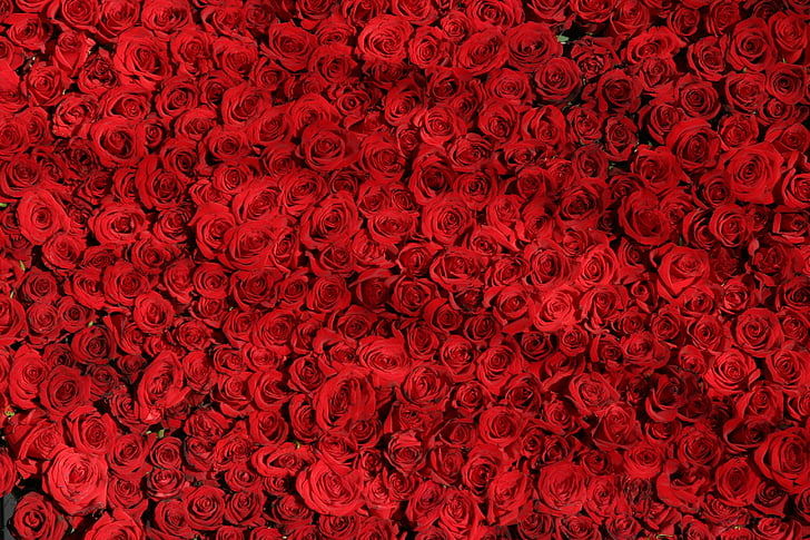 ökade, rosor, blommor, röd, Valentine