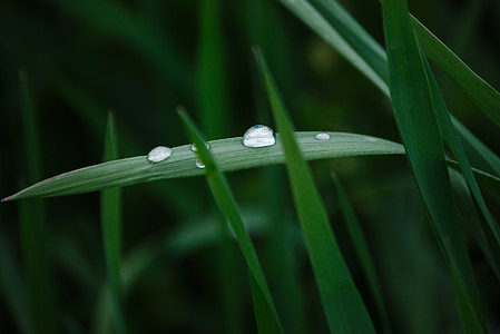 grass, green, drop of water, drip, nature, meadow, grasses