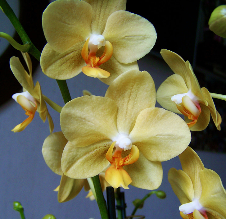 Orhideja, bāli dzeltena puķe, istabas augu