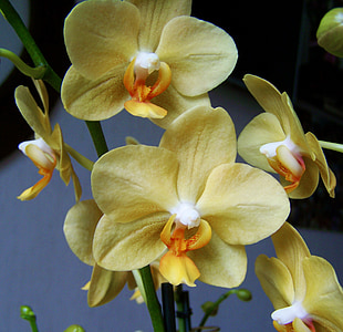 Орхидея, бледно желтый цветок, Номер завода