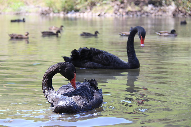 Black swan, Mauritius, Park, Lake, dyr