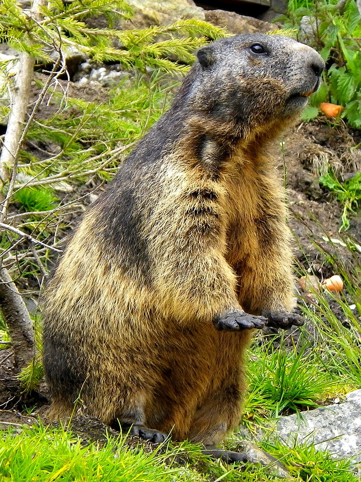 Marmot, động vật gặm nhấm, đóng