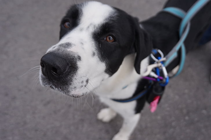 dog, animal, outdoor, pet