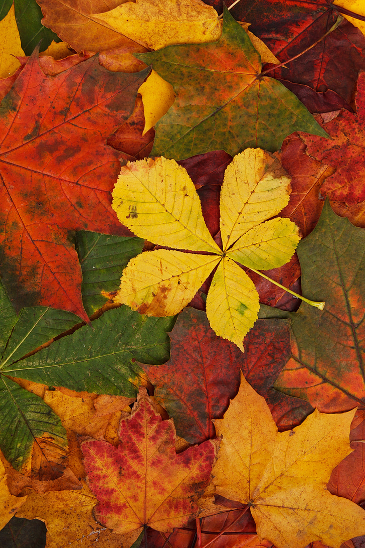 Resumo, Outono, plano de fundo, brilhante, marrom, Cor, decoração