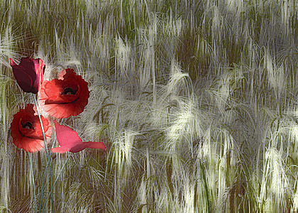 Papoila vermelha, Papaver rhoeas, campo de milho, natureza, plantas, flor, trigo