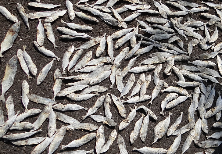 pescado, de secado, Sardina aceite India, Sardinella longiceps, pescados rayo-aletados, Sardinella, mar