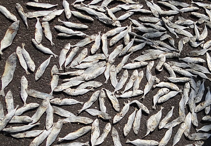 fisk, tørring, indiske olie sardin, sardinel longiceps, fisk, sardinel, havet