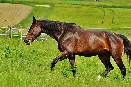 horse, coupling, stallion, eat, paddock, brown, meadow