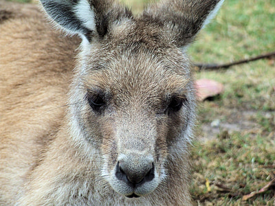 kangoeroe, Oost-grijs, dier, buideldier, Australische, dieren in het wild, zoogdier