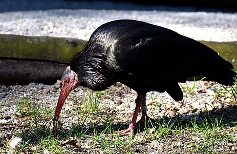 nordlige skaldet ibis, fugl, geronticus eremita, natur, vild fugl, fjer, Luk