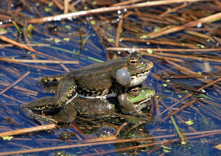 frog, frogs, mating, amphibian, amphibians, wild, wildlife