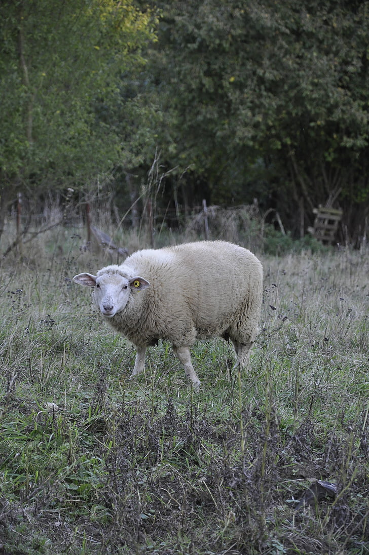 πρόβατα, φύση, ζώο