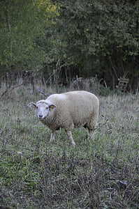 ovelhas, natureza, animal