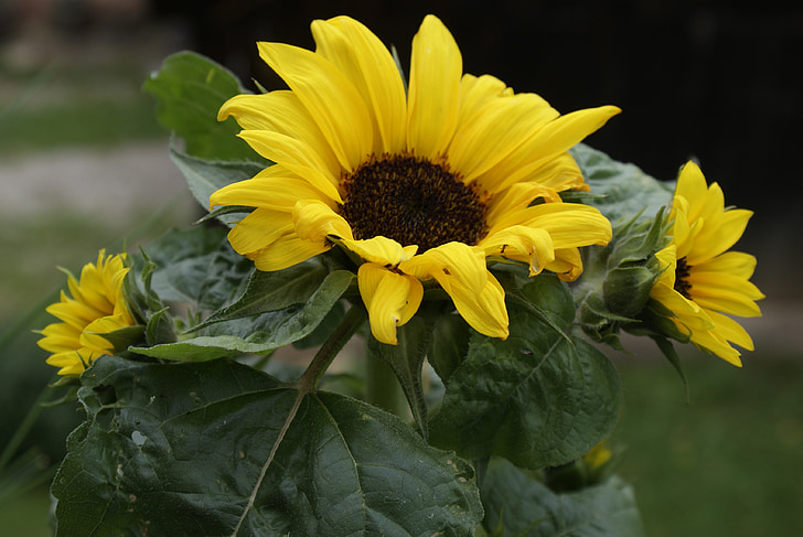 sun flower, summer, garden, yellow