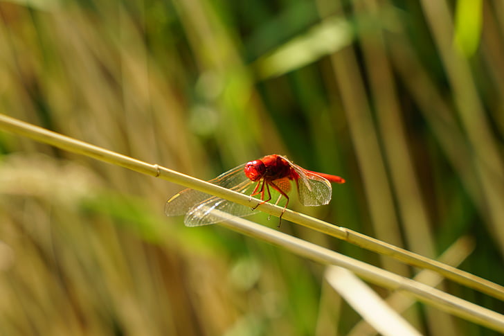 červená vážka, hmyzu, Fotografie prírody