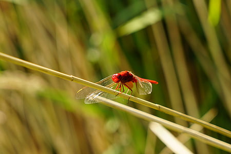 libellule rouge, insecte, photographie de la faune