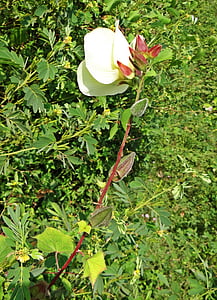vilda ladyfinger, Abelmoschus manihot, blomma, skida, vegetabiliska, Karnataka, västra ghats