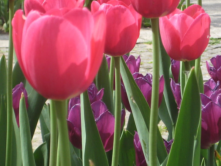 Tulipán, květ, jaro, růžová