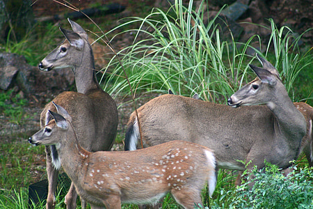 Hirsch, Whitetail deer, Tierwelt, im freien, Wald, Wild, Wald
