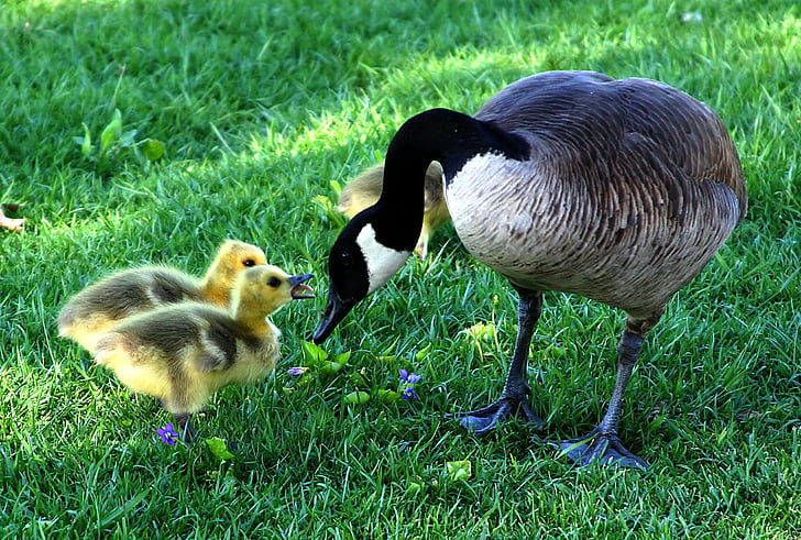 Deň matiek, nadýchané, Baby, mláďatá, vták, zvieratá, Príroda