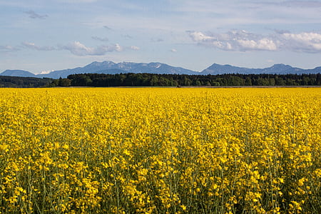 agricultural operation, yellow, field, harvest, field of rapeseeds, arable, cultivation