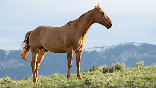 фотография, коричневый, лошадь, Грин, трава, поле, животное