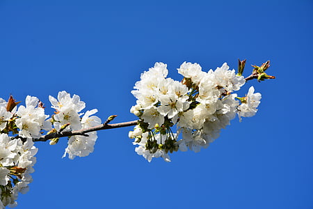 cerezo, flor, ramita, primavera, naturaleza, flores de primavera, jardín