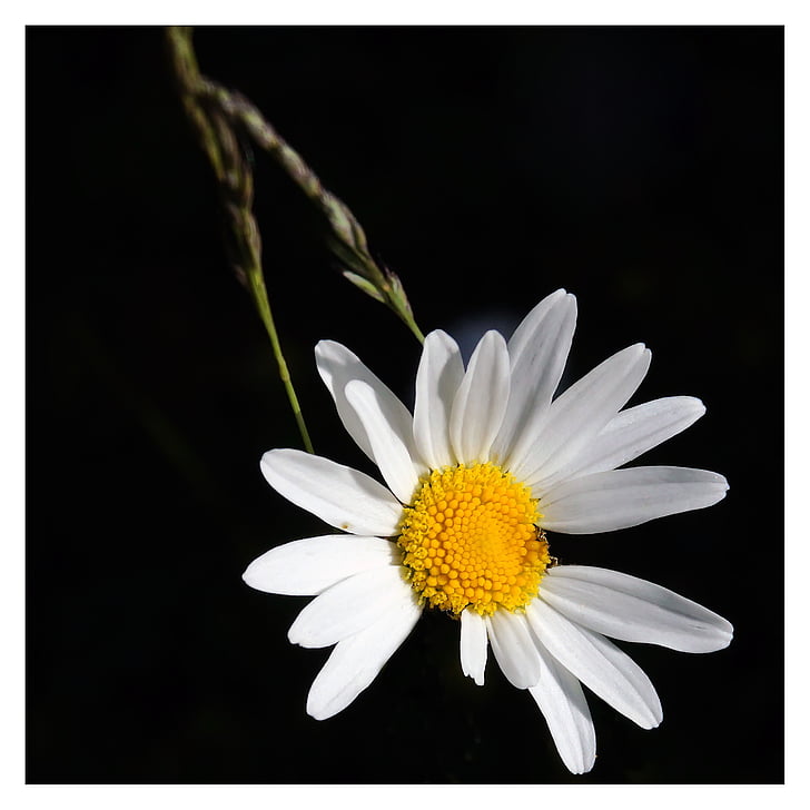flower, white flower, wild flowers, perennial daisy, white