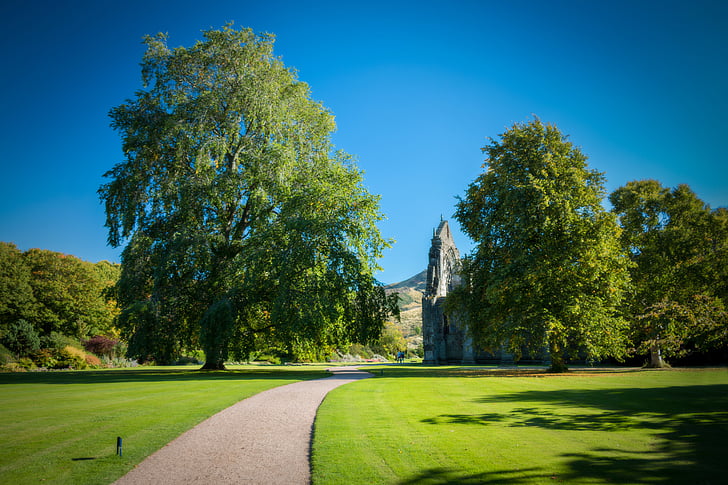 Edinburgh, Holyrood palace, trädgård, trädgårdar, träd, träd, holyrrod palace garden
