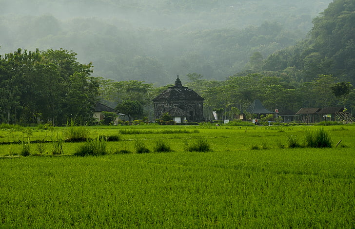 landscape, temple, rice, green, misty, morning, field