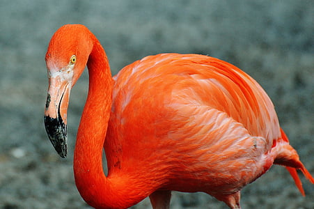 Flamingó, madár, színes, tierpark hellabrunn, München