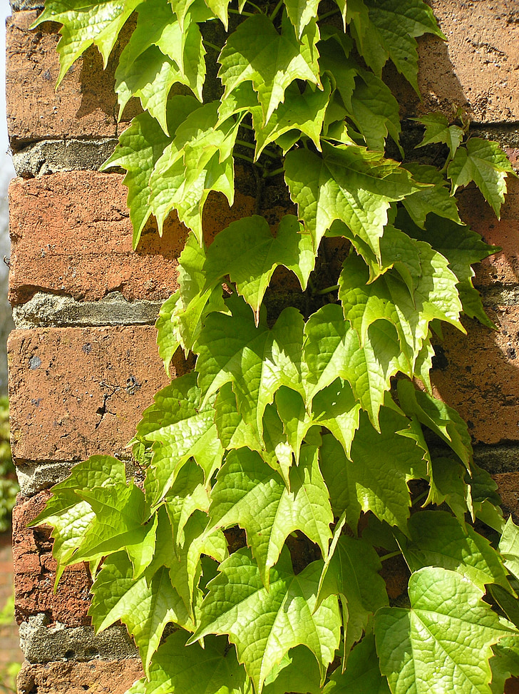 ivy growing, on a brick wall, in the garden