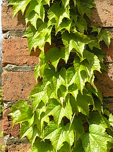 Ivy tumbuh, pada dinding batu bata, di Taman