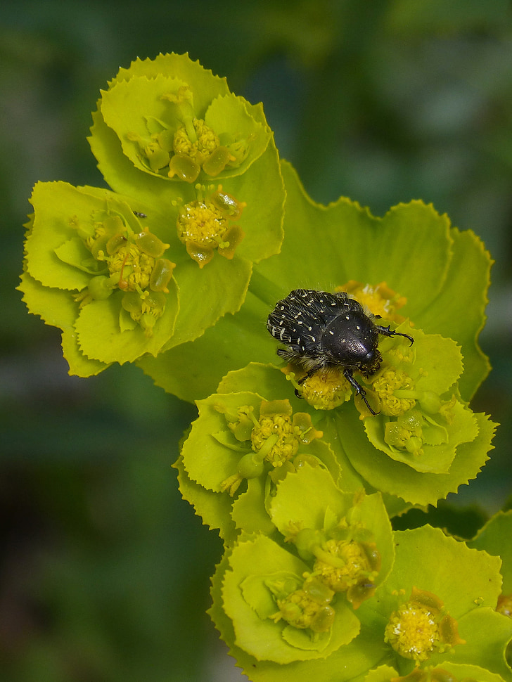 Oxythyrea funesta, kever, Coleoptera, bloem, libar