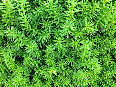 Moss, groen, natuur, sluiten, plant, blad, groene kleur